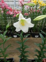 [5154 Lincoln DJ No01.JPG]